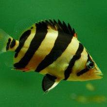 Load image into Gallery viewer, 3 Bar Indo Datnoid Tiger Fish (Datnioides microlepis)