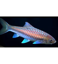 Load image into Gallery viewer, Thai Blue Mahseer (Neolissochilus stracheyi)