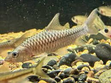 Load image into Gallery viewer, Red-tailed Golden Mahseer (Tor yingjiangensis)