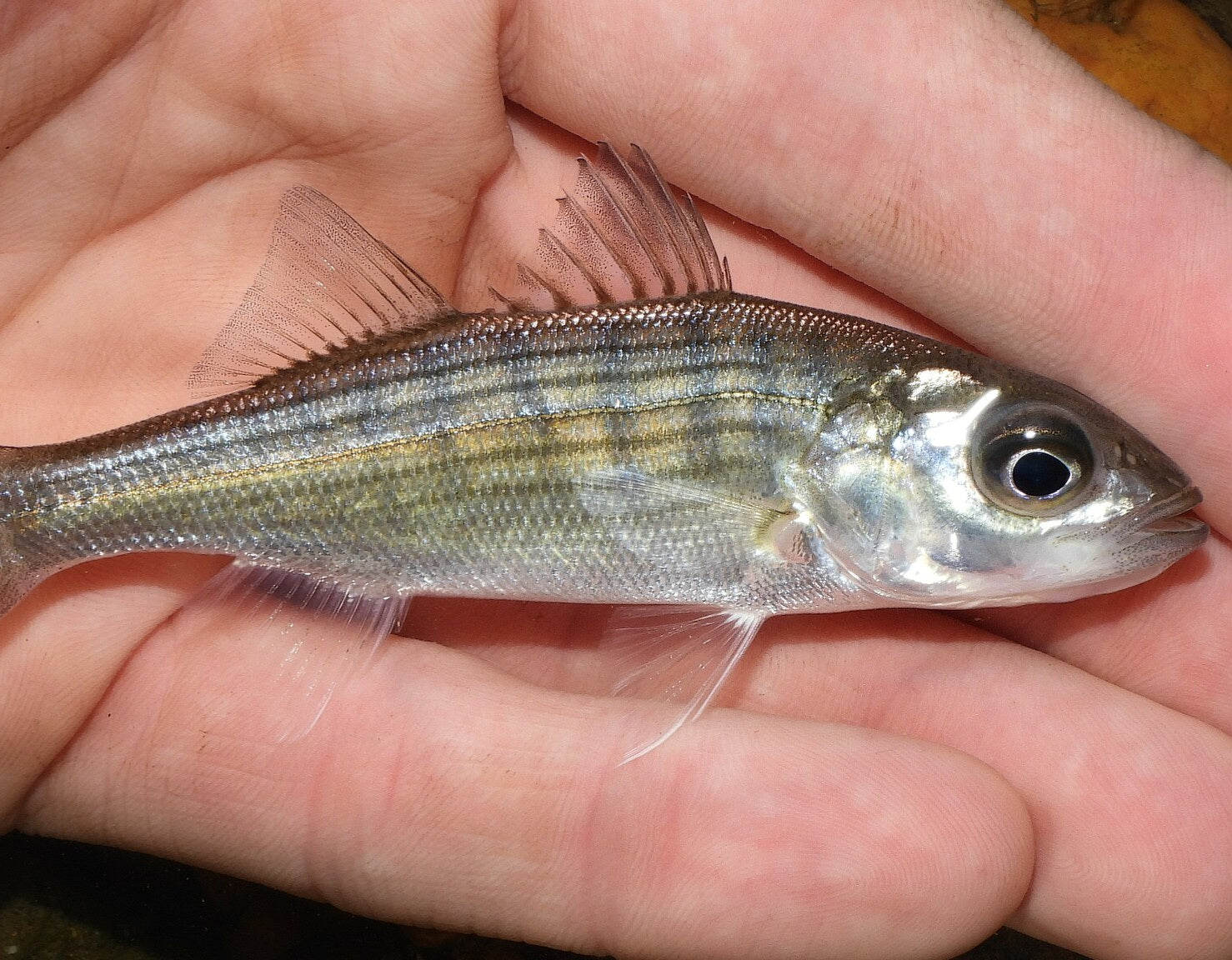 Hybrid Striped Bass (Morone saxatilis) – Predatory Fins