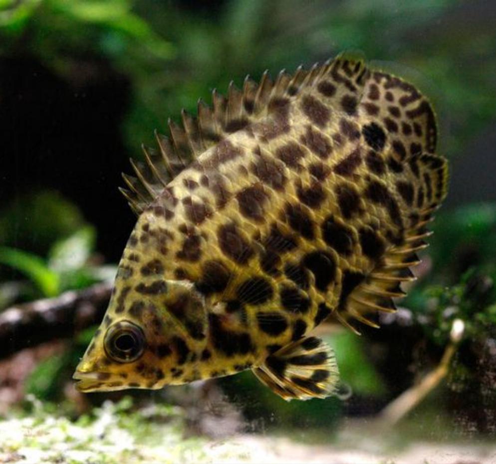 African Leopard Leaf Fish (Ctenopoma acutirostre) – Predatory Fins