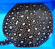 Load image into Gallery viewer, Thousand Island Black Diamond Stingray (Potamotrygon leopoldi)

