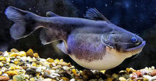 Load image into Gallery viewer, Gulper Catfish (Asterophysus batrachus)
