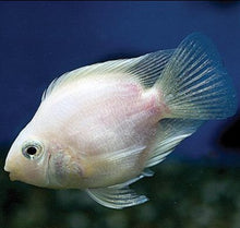 Load image into Gallery viewer, Snow White Convict Parrot Cichlid (Amatitlania nigrofasciata sp)