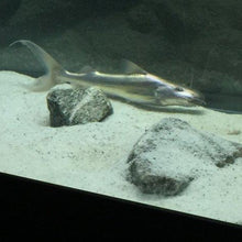 Load image into Gallery viewer, Dorado Catfish (Brachyplatystoma rousseauxii)