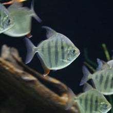 Load image into Gallery viewer, Tiger Silver Dollar (Metynnis fasciatus)