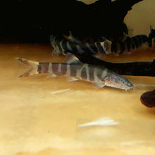 Load image into Gallery viewer, Imperial Loach (Leptobotia elongata)