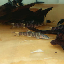 Load image into Gallery viewer, Imperial Loach (Leptobotia elongata)