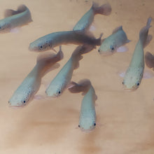 Load image into Gallery viewer, Arapaima (Arapaima gigas)