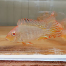Load image into Gallery viewer, Albino Red Head Tapajos Geophagus Cichlid (Geophagus sp)
