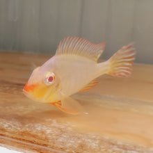 Load image into Gallery viewer, Albino Red Head Tapajos Geophagus Cichlid (Geophagus sp)