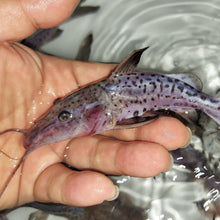 Load image into Gallery viewer, Leopard Ripsaw Catfish (Oxydoras niger sp)