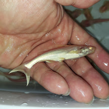 Load image into Gallery viewer, Albino Metallic Pangasius Shark (Pangasius larnaudii sp)