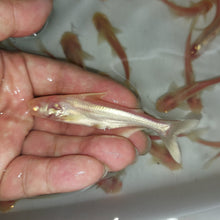 Load image into Gallery viewer, Albino Metallic Pangasius Shark (Pangasius larnaudii sp)