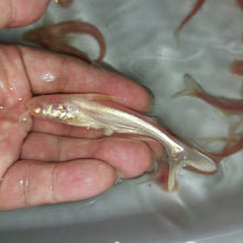 Load image into Gallery viewer, Albino Metallic Pangasius Shark (Pangasius larnaudii sp)
