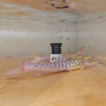 Load image into Gallery viewer, Platinum White Tiger Shovelnose Catfish (Pseudoplatystoma tigrinum)