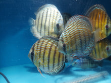 Load image into Gallery viewer, Wild Royal Discus (Symphysodon aequifasciata)