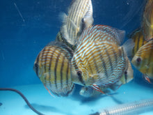 Load image into Gallery viewer, Wild Royal Discus (Symphysodon aequifasciata)