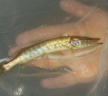 Load image into Gallery viewer, Tiger Muskie (Esox sp)