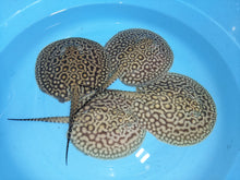 Load image into Gallery viewer, Marbled Motoro Stingray (Potamotrygon motoro)