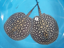 Load image into Gallery viewer, Designer Hybrid Stingray (Potamotrygon sp)