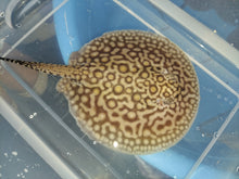 Load image into Gallery viewer, Marbled Motoro Stingray (Potamotrygon motoro)