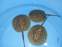 Load image into Gallery viewer, Designer Hybrid Stingray (Potamotrygon sp)