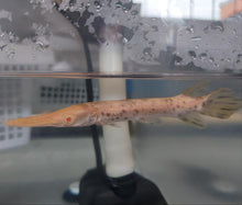 Load image into Gallery viewer, Albino Golden Marble Alligator Gar (Atractosteus spatula)