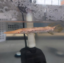 Load image into Gallery viewer, Albino Golden Marble Alligator Gar (Atractosteus spatula)