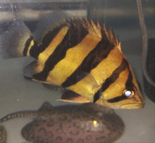 Load image into Gallery viewer, Siamese Tiger Fish (Datnioides pulcher)
