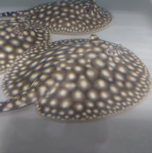Load image into Gallery viewer, Galaxy P14 Stingray (Potamotrygon albimaculata)
