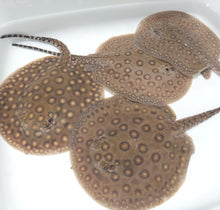 Load image into Gallery viewer, Motoro Stingray (Potamotrygon motoro)