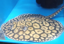 Load image into Gallery viewer, Designer Hybrid Stingray (Potamotrygon sp)
