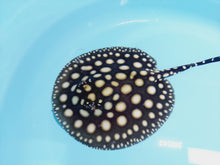 Load image into Gallery viewer, Black Diamond Stingray (Potamotrygon leopoldi)