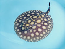 Load image into Gallery viewer, Black Diamond Stingray (Potamotrygon leopoldi)