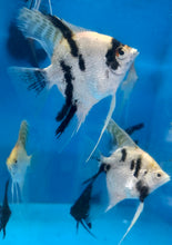 Load image into Gallery viewer, Calico Angelfish (Pterophyllum scalare)
