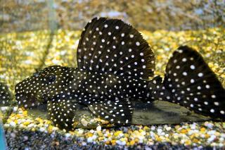L007 L240 Toothnose Galaxy Pleco Leporacanthicus galaxias