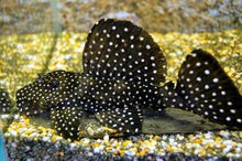 Load image into Gallery viewer, L007 / L240 Toothnose Galaxy Pleco (Leporacanthicus galaxias)
