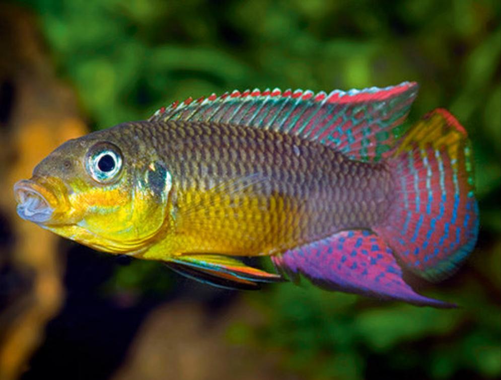 Yellow Belly Kribensis Cichlid (Pelvicachromis pulcher)