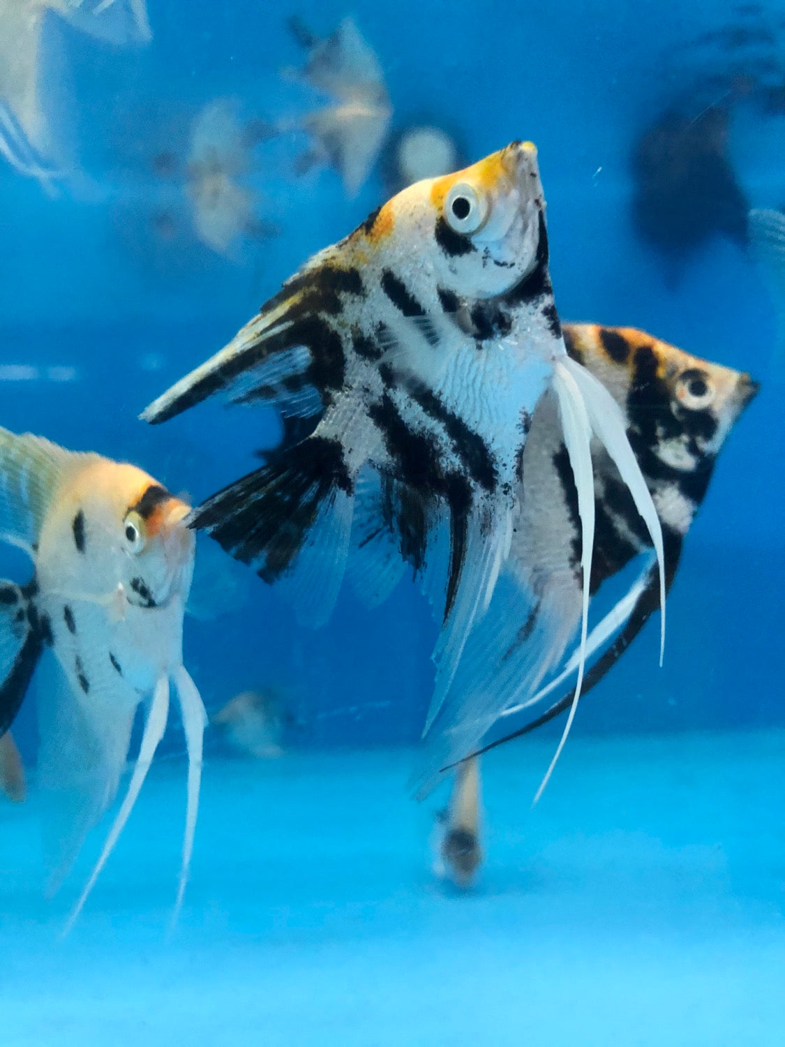 Calico Angelfish (Pterophyllum scalare)