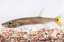 Load image into Gallery viewer, Yellow Tail Barracuda (Acestrorhynchus falcatus)