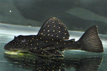 Load image into Gallery viewer, Golden Sailfin Luteus Pleco (Hypostomus luteus)