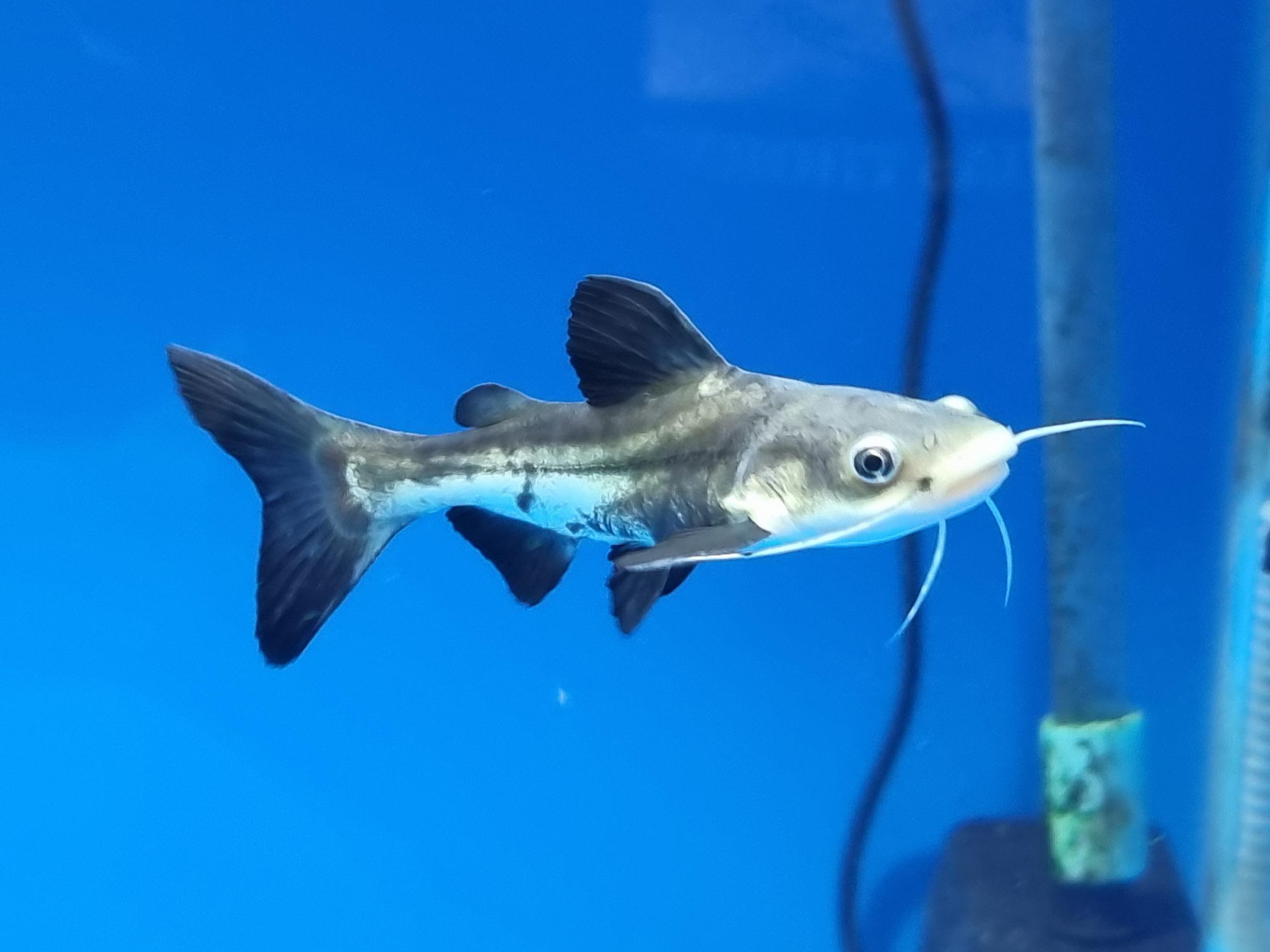 Pangasius Redtail Catfish Hybrid (Phractocephalus hemioliopterus sp)