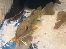 Load image into Gallery viewer, Giraffe Catfish (Auchenoglanis occidentalis)
