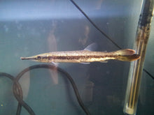 Load image into Gallery viewer, Spotted Marble Amazon Gar (Boulengerella maculata)

