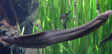 Load image into Gallery viewer, South American Lungfish (Lepidosiren paradoxa)
