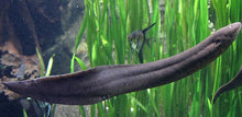 Load image into Gallery viewer, South American Lungfish (Lepidosiren paradoxa)