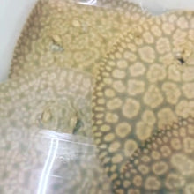 Load image into Gallery viewer, Flower Stingray (Potamotrygon schroederi)