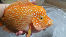 Load image into Gallery viewer, Red Pearl Texas Cichlid (Herichthys cyanoguttatus sp)