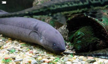 Load image into Gallery viewer, South American Lungfish (Lepidosiren paradoxa)
